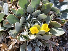 Physaria alpina