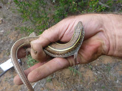 Gerrhosaurus nigrolineatus