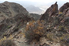 Aloidendron ramosissimum