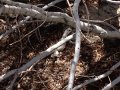 Dipsosaurus dorsalis dorsalis