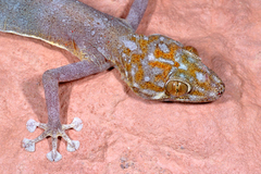 Ptyodactylus hasselquistii