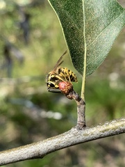Callirhytis perditor