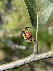 Callirhytis perditor
