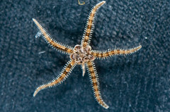 Ophiactis