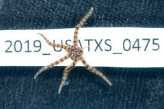 Ophiactis