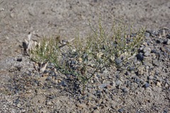 Eriogonum baileyi baileyi