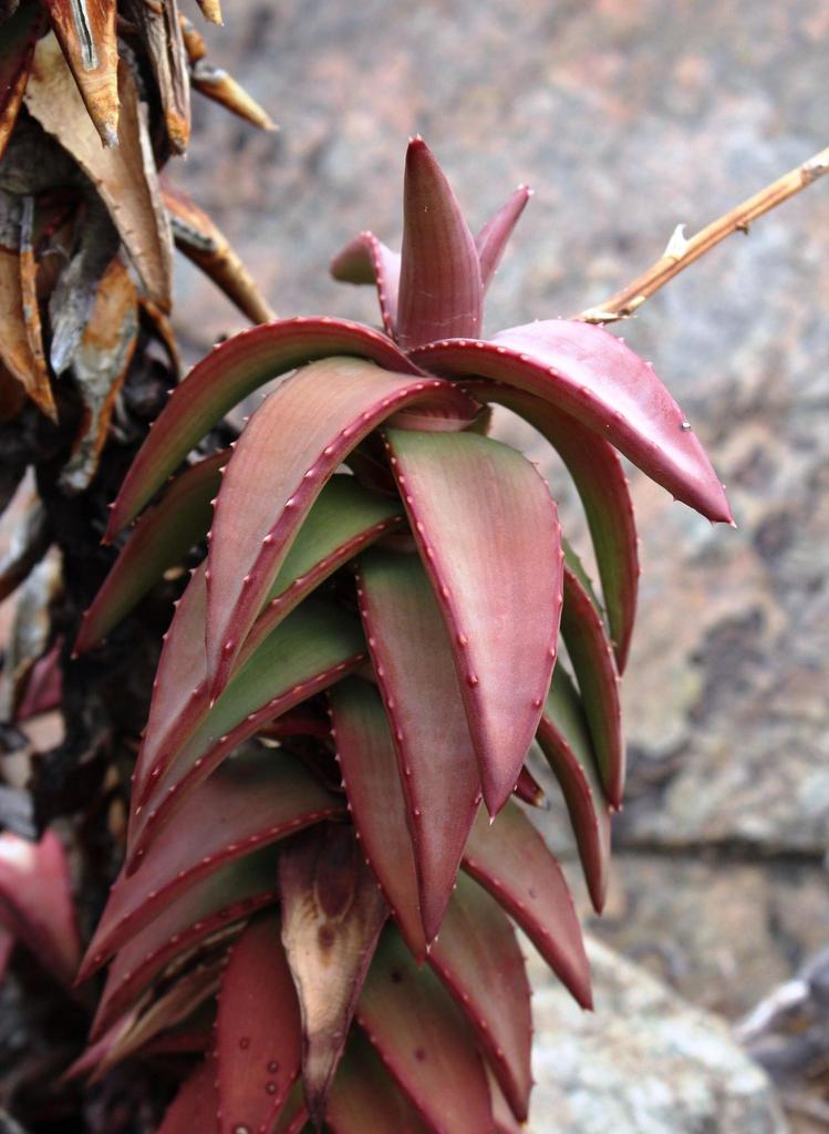 種100粒 ペアルソニー Aloe pearsonii Aloe pearsonii (Pearson's Aloe) - World of Succulents