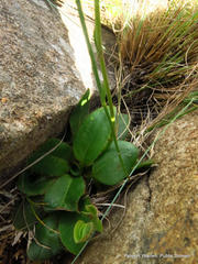 Alepidea natalensis