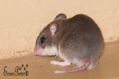 Saccostomus campestris