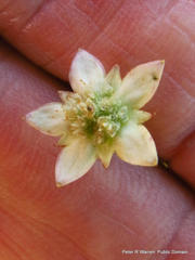Alepidea natalensis