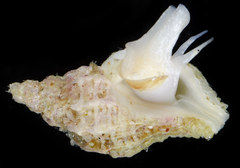 Paciocinebrina interfossa