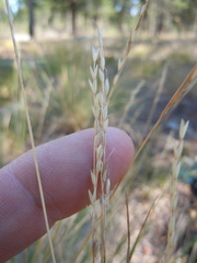 Piptatheropsis exigua