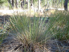 Piptatheropsis exigua