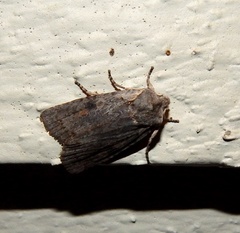 Euxoa velleripennis
