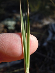 Piptatheropsis exigua