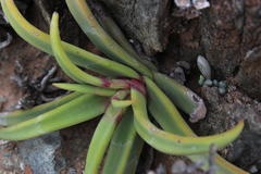 Crassula fusca