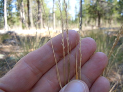 Piptatheropsis exigua