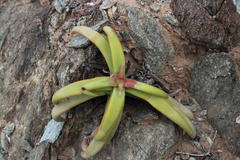 Crassula fusca