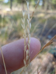 Piptatheropsis exigua