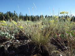 Piptatheropsis exigua