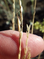 Piptatheropsis exigua