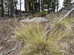 Piptatheropsis exigua