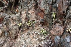 Crassula fusca