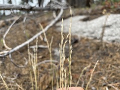 Piptatheropsis exigua