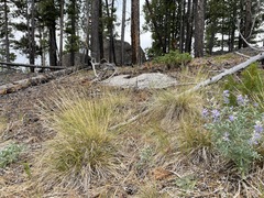 Piptatheropsis exigua