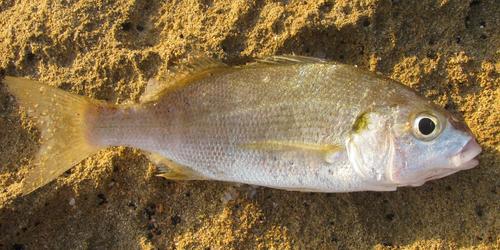 Pomadasys olivaceus