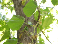 Trichosanthes cucumerina