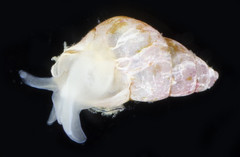 Odostomia