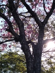 Handroanthus heptaphyllus