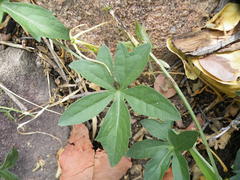 Trochomeria macrocarpa macrocarpa