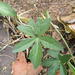 Trochomeria macrocarpa macrocarpa - Photo (c) Antoinette Eyssell Knox, some rights reserved (CC BY-SA), uploaded by Antoinette Eyssell Knox