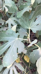 Ficus carica