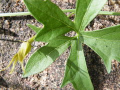 Trochomeria macrocarpa macrocarpa