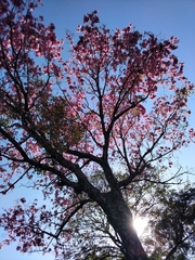 Handroanthus heptaphyllus