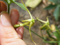 Trochomeria macrocarpa macrocarpa