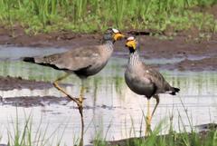 Vanellus senegallus lateralis