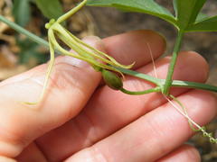 Trochomeria macrocarpa macrocarpa