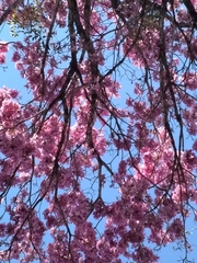 Handroanthus heptaphyllus