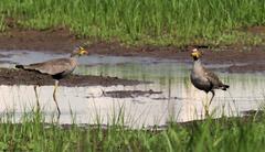 Vanellus senegallus lateralis