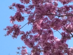 Handroanthus heptaphyllus