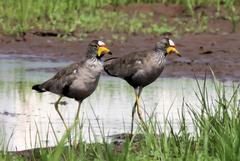 Vanellus senegallus lateralis