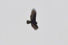 Buteo albonotatus