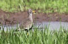 Vanellus senegallus lateralis