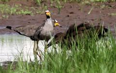 Vanellus senegallus lateralis