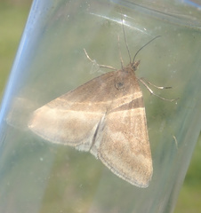 Pyrausta aerealis