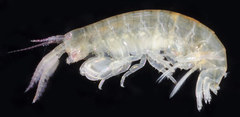 Ptilohyale plumulosus